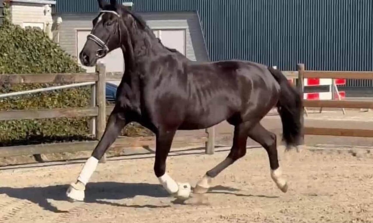 Charentonnay Bed & Breakfast | Katho Stable - KWPN Dressage Horse