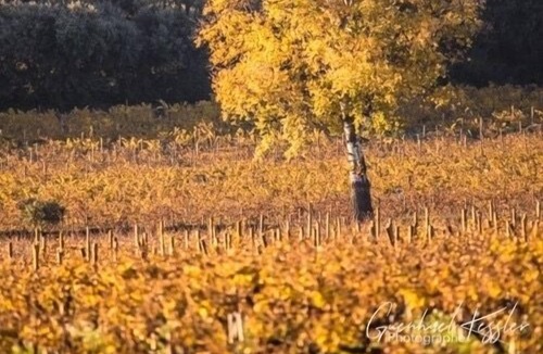 Chateauneuf-du-Pape House | House in the village of Chateauneuf du Pape winemakers