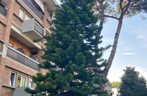 Rione VII Regola Apartment | Terracito!