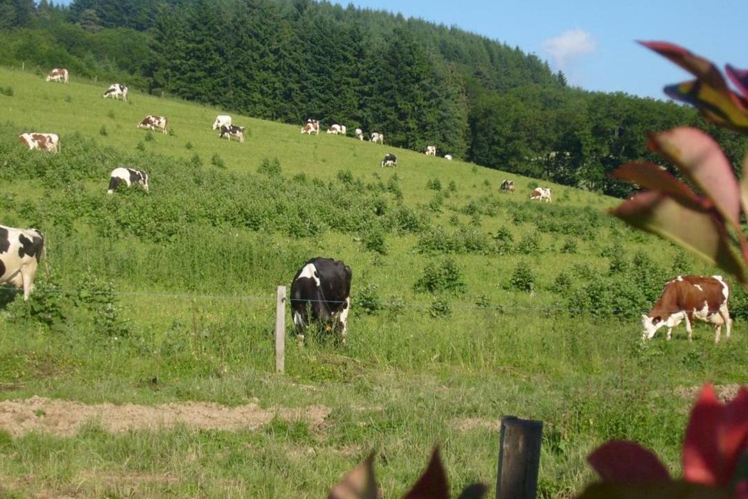 Photo of Others in Saint-Romain-d'Urfe